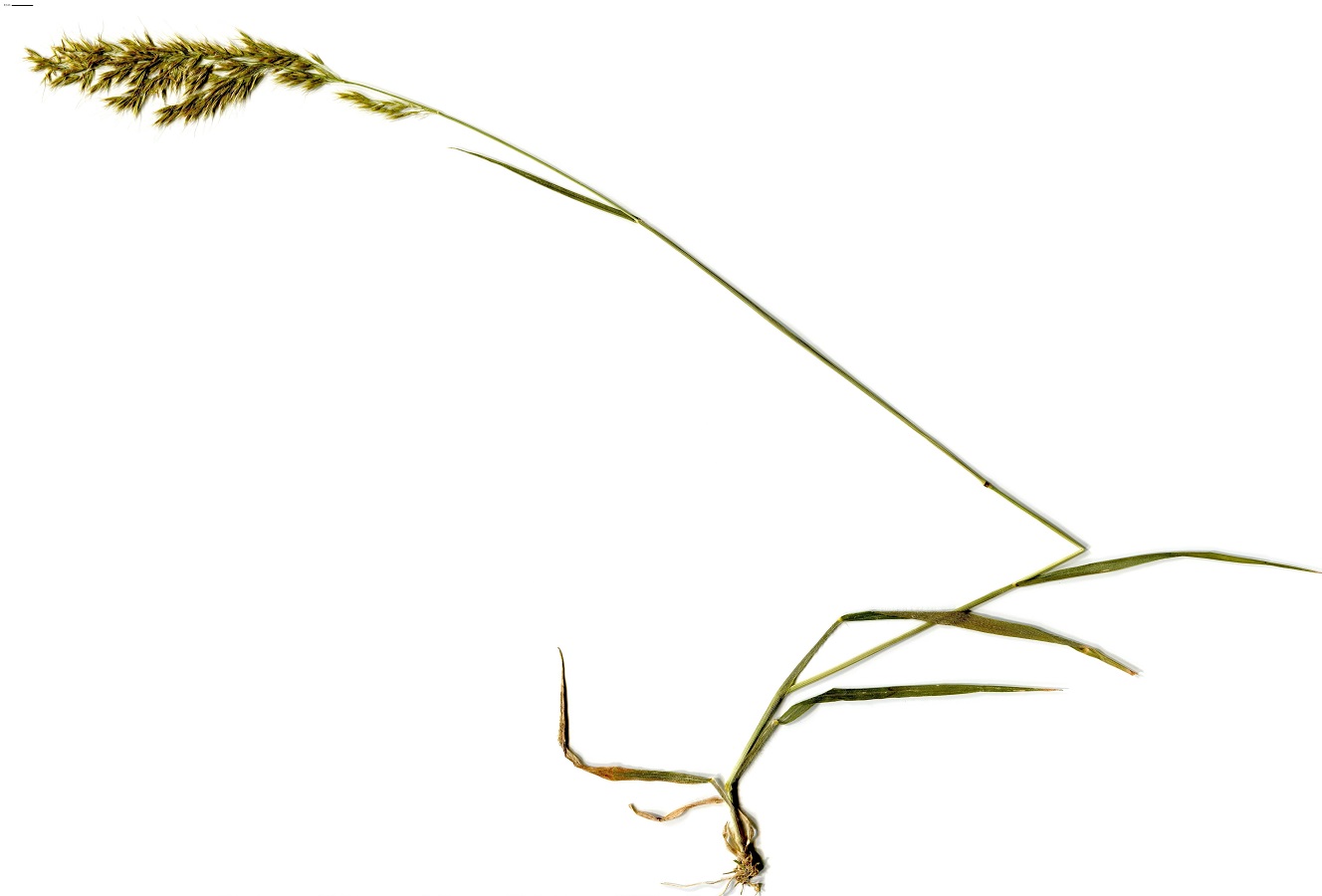 Trisetum flavescens subsp. flavescens (Poaceae)